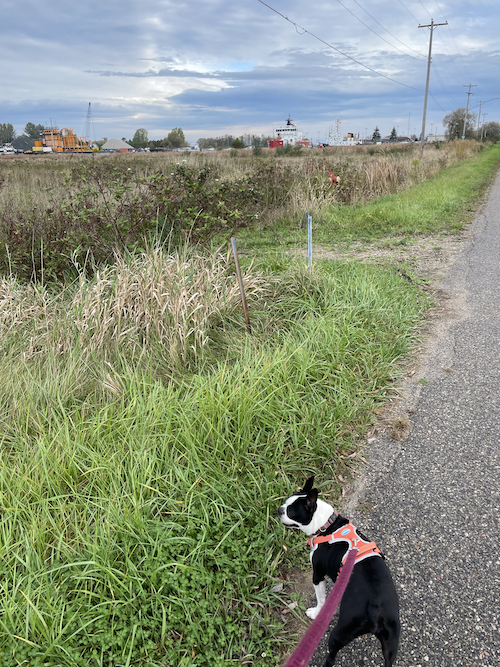 A boston terrier on a leash. In the background there is a river and a large ship.